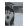 Demon Nija Sybirski Postcards