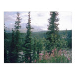 Denali, Alaska Postcard