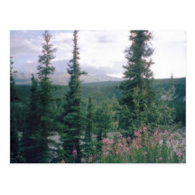 Denali, Alaska Postcard