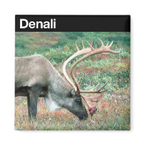 Denali National Park magnets