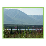 Denali Park Postcard