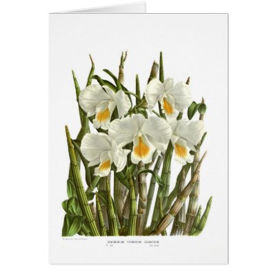 Dendrobium formosum giganteum cards by Botany_Boy