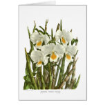 Dendrobium formosum giganteum cards