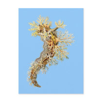 Dendronotus Post Card