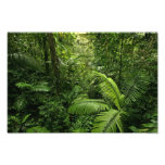 Dense Tropical Rain Forest Photo Art