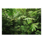Dense Tropical Rain Forest Photo Print
