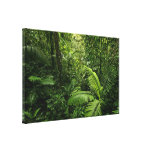 Dense Tropical Rain Forest Stretched Canvas Prints