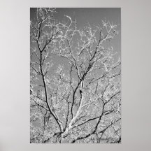 Dentelle d'arbre par E.A. Schneider Posters