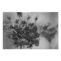 Dentelle de la Reine Anne Photographies D’art