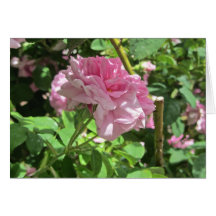 Denver Botanical Gardens Collection Cards