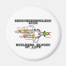 Deoxyribonucleic Acid Building Blocks Of Life Magnets