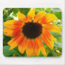 Depressed Sunflower