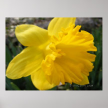Depth of a Daffodil Print