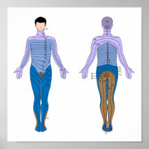 Dermatome diagram Poster