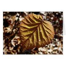 Dernière feuille cartes de vœux