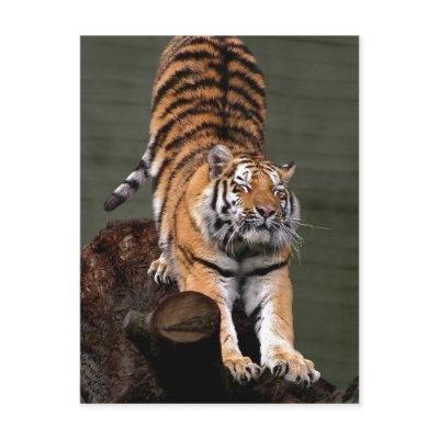 Description Panthera tigris altaica , Aalborg Zoo, by rahulbiswas