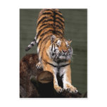 Description Panthera tigris altaica , Aalborg Zoo, postcards