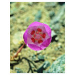 Desert 5-spot flyer