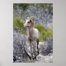 Desert Big Horn Sheep Poster