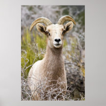 Desert Big Horn Sheep Print