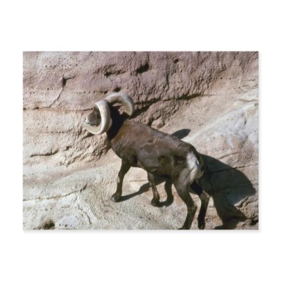 Desert bighorn sheep (Adult ram walking) Postcards by lolanimals