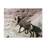 Desert bighorn sheep (Adult ram walking) postcards