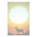 Desert bighorn sheep at sunset, southwestern U.S.A Stationery Paper