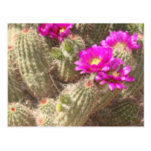 Desert bloom post cards