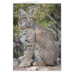 Desert Bobcat Card