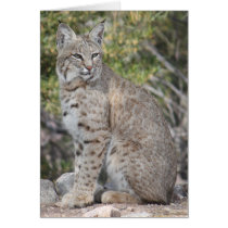 Desert Bobcat Card
