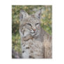Desert Bobcat Postcard