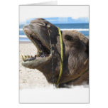 Desert Camel Greeting Card
