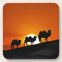 Desert Camels at sunset Coaster