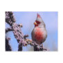Desert Cardinal Postcards