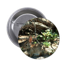 Desert Cottontail Pinback Button