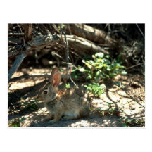 Desert Cottontail Postcards