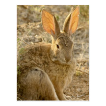 Desert Cottontail Rabbit Post Card