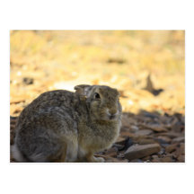 Desert Cottontail Rabbit Post Cards