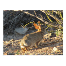 Desert Cottontail Rabbit Postcard