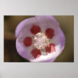 Desert Five Spot Wildflower posters
