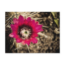 Desert Flower Post Cards