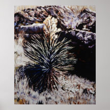 Desert Harmony Posters
