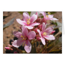 Desert Pink - Note Card