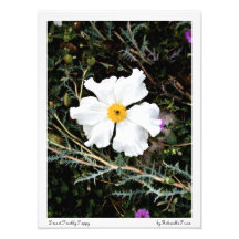 Desert Prickly Poppy / Satin Colour Print Photo Art