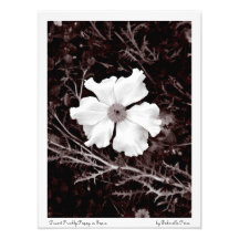 Desert Prickly Poppy / Satin Sepia Print Photograph