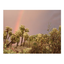 Desert Rainbow Postcard