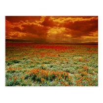 Desert sunset on a field of California poppies, U. postcards