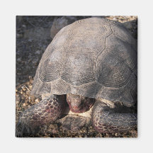 Desert Tortoise Fridge Magnets