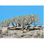Desert Tree Cut Outs
