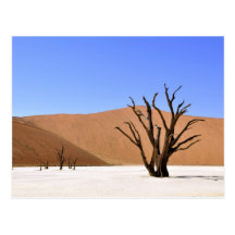 Desert Trees Post Card